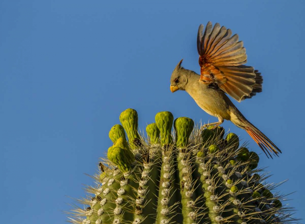 AZ, Sonoran Desert Pyrrhuloxia on saguaro buds